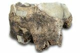 Bargain, Fossil Woolly Rhino (Coelodonta) Tooth - Siberia #257840-1